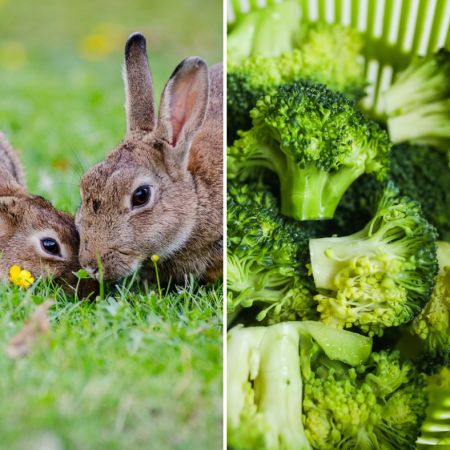 can rabbits eat broccoli