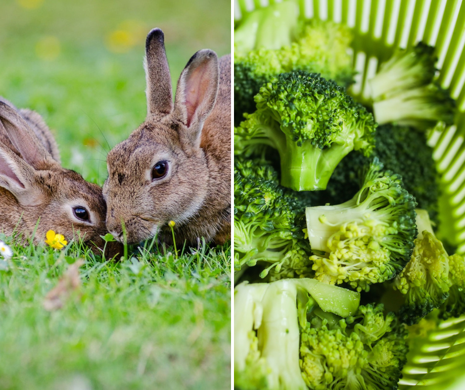 Can Rabbits Eat Broccoli? What Every Rabbit Owner Needs to Know