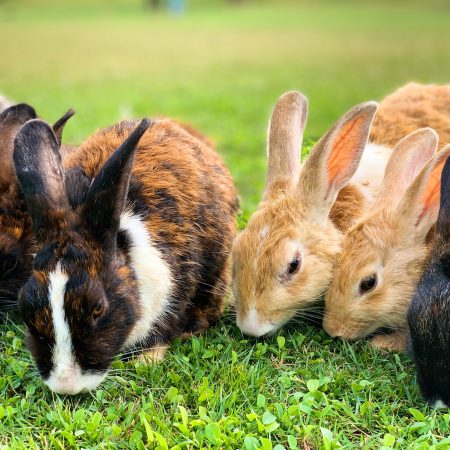 Rabbits eating grass