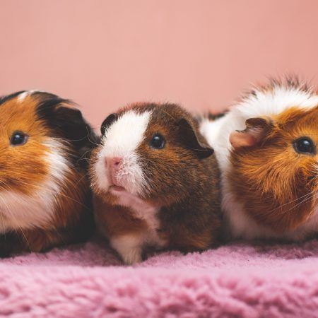 can guinea pigs eat strawberry