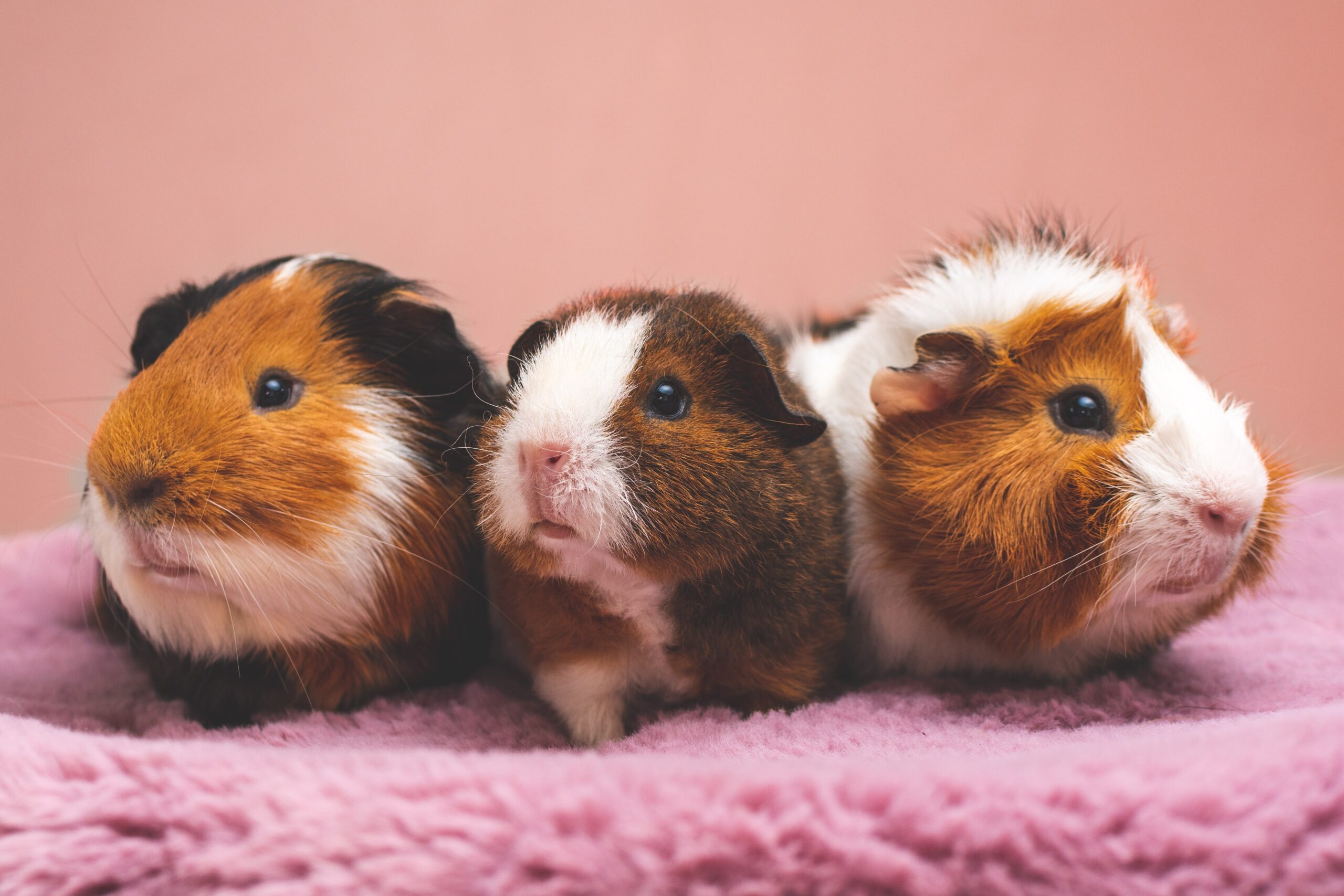 Can Guinea Pigs Eat Strawberries? (Benefits, Tips, Quantity And Many More)