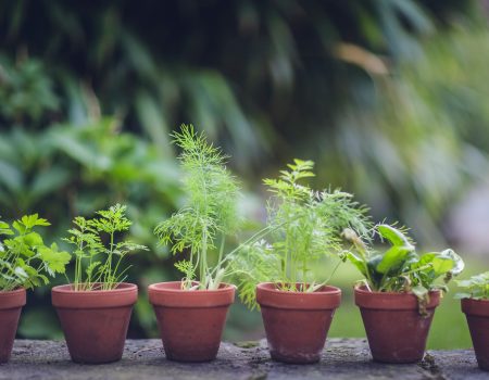 Herbs in container