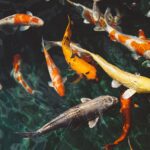 Colourful fishes in water