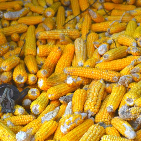 Maize farming business