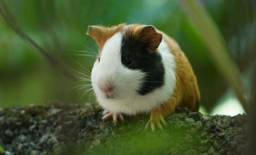 Can Guinea Pigs Eat Brussel Sprouts? (Benefits, Risks, Facts, Quantity And Many More)