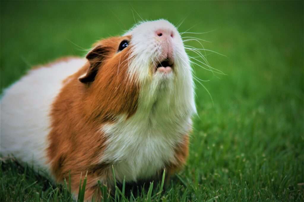 Are Guinea Pigs Nocturnal? An Expert Explains! BAGRICA