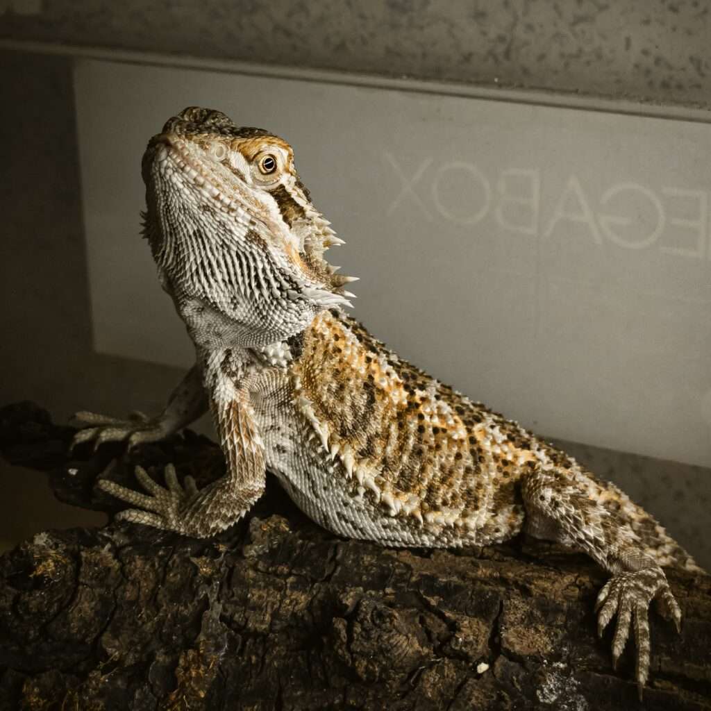 Can Bearded Dragons Eat Parsley? Here
