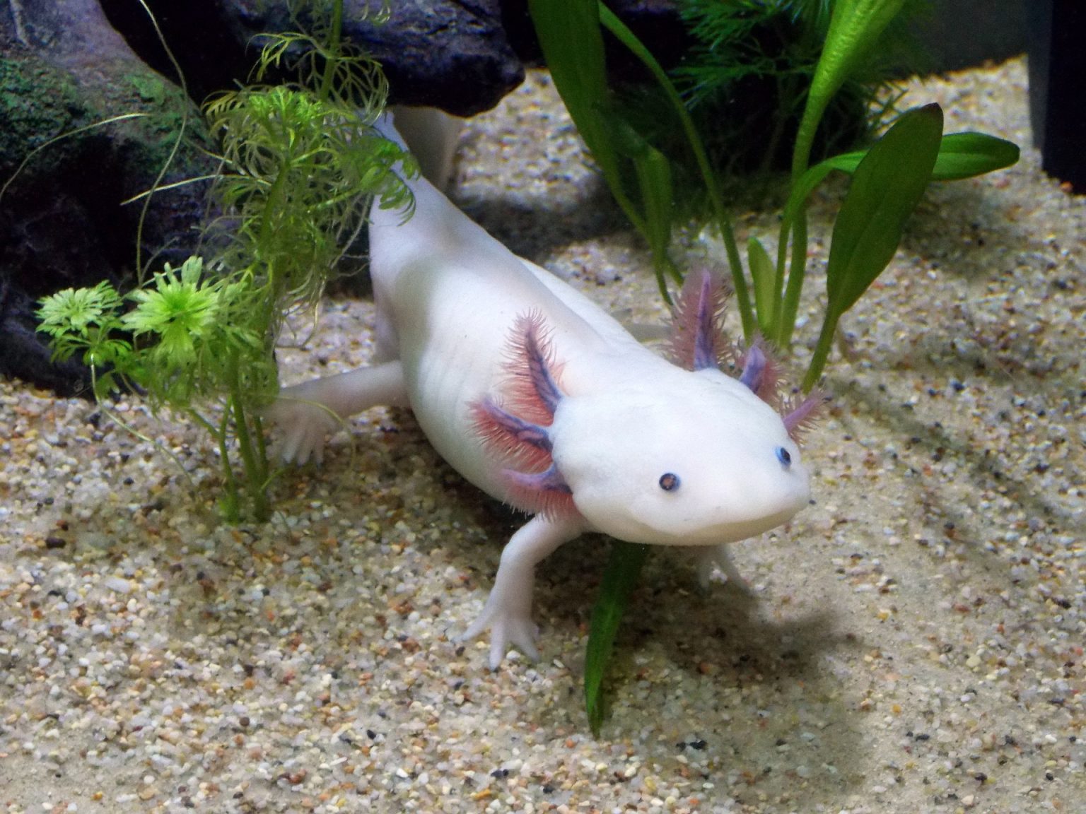 How Many Axolotls Are Left in the World 2024 BAGRICA