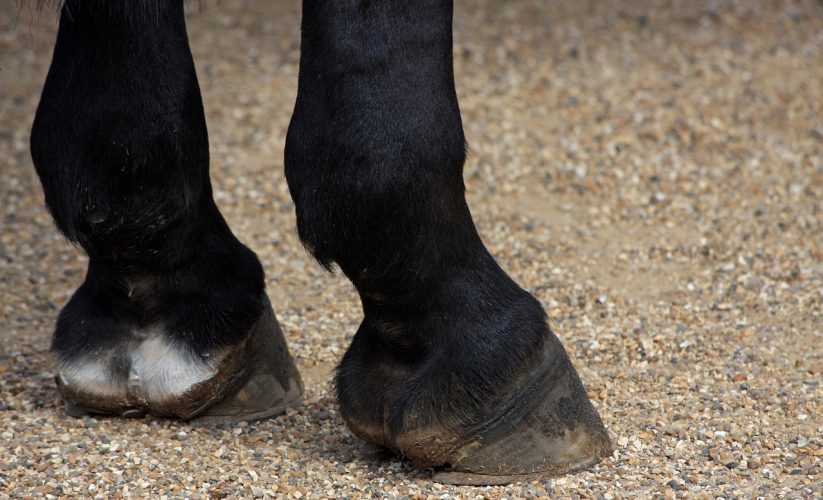 How To Identify Common Horse Hoof Problems? BAGRICA