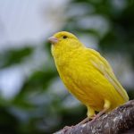 How to Tell if a Canary Is Happy