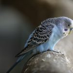 How to Make Your Budgerigar More Sociable