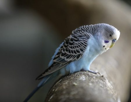 How to Make Your Budgerigar More Sociable