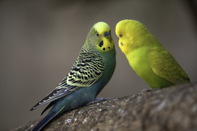 How to Make Your Budgerigar More Sociable