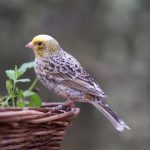 canary care tips