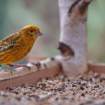 buying a canary