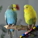 why budgies bite