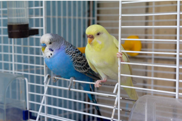 Top Budgie Cage Accessories for Enrichment