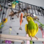 Top Budgie Cage Accessories for Enrichment