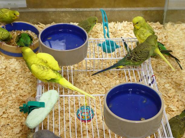 How to Clean a Budgie Cage Without Stress