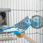 How to Clean a Budgie Cage Without Stress