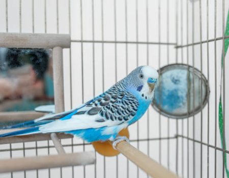 How to Clean a Budgie Cage Without Stress