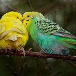 How to Set Up a Budgie Play Area at Home