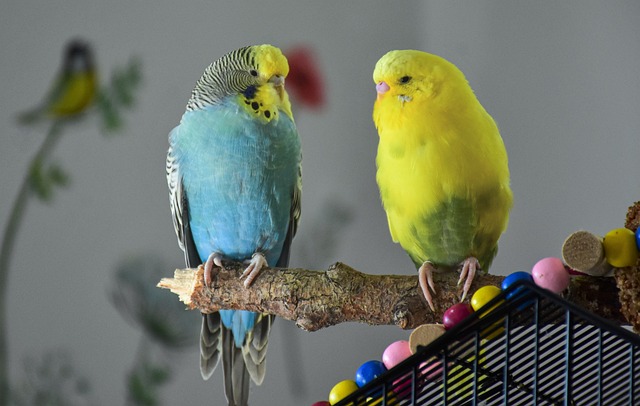 How to Set Up a Budgie Play Area at Home