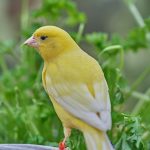 Canary Color Mutations and Their Care Needs