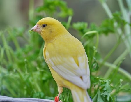 Canary Color Mutations and Their Care Needs