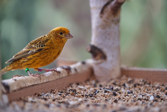 Canary Color Mutations and Their Care Needs