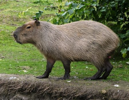 Are Capybaras Good With Dogs