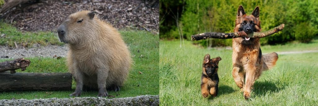 Are Capybaras Good With Dogs