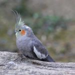 cockatiel molting care