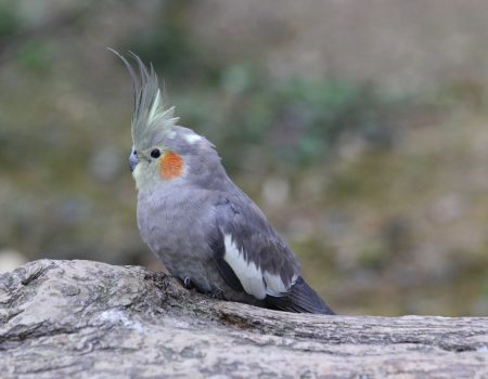 cockatiel molting care