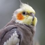 Best Natural Supplements for Cockatiels