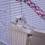 DIY bird toys