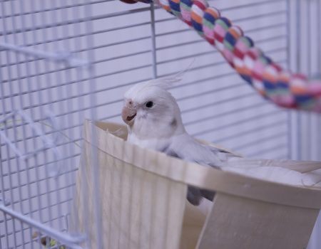 DIY bird toys