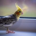 Cockatiel Feather Plucking: Causes and Solutions