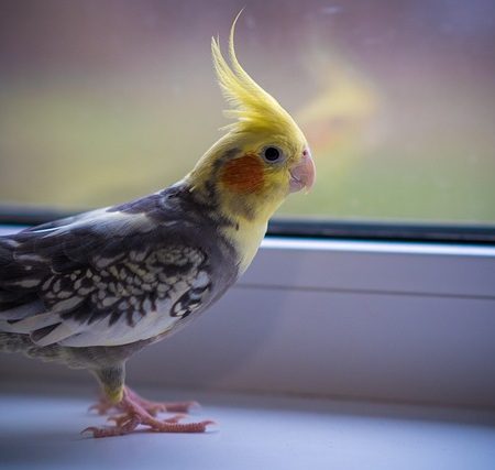 Cockatiel Feather Plucking: Causes and Solutions