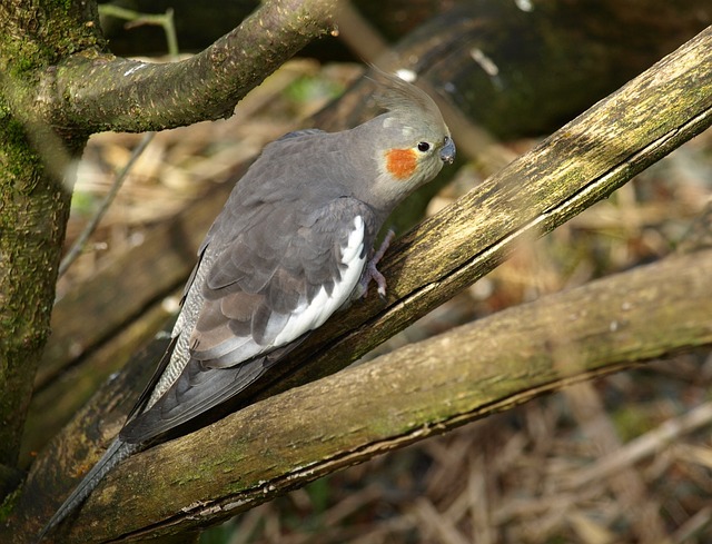 Cockatiel Feather Plucking: Causes and Solutions