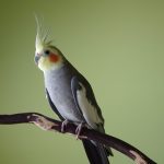 Signs of Loneliness in a Single Cockatiel