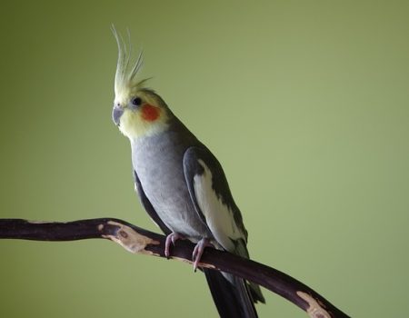 Signs of Loneliness in a Single Cockatiel