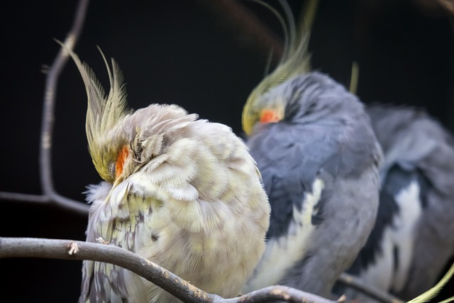 Signs of Loneliness in a Single Cockatiel