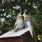 Cockatiel Not Eating After Moving to a New Home