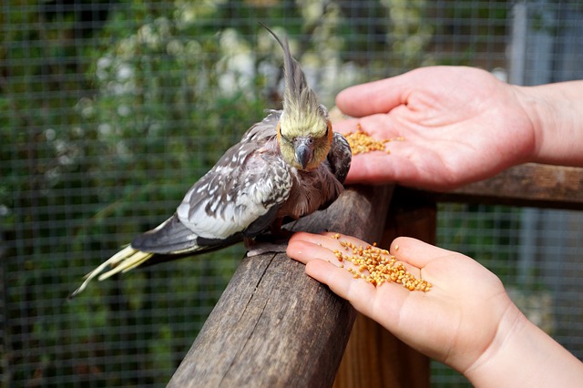 Cockatiel Not Eating After Moving to a New Home