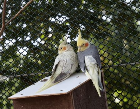 Cockatiel Not Eating After Moving to a New Home