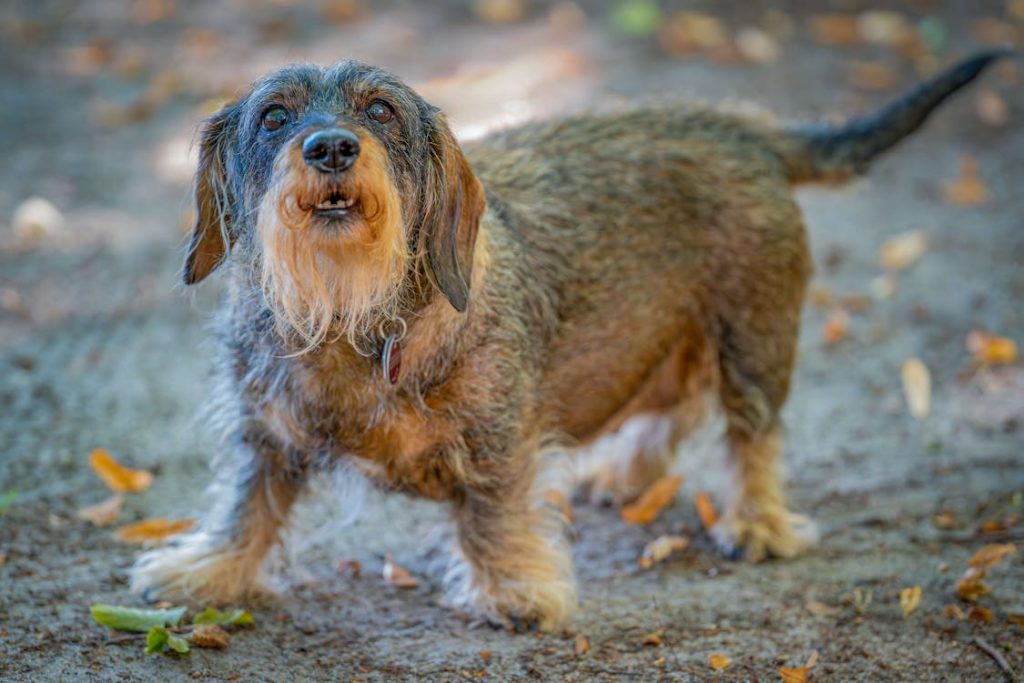 Dachshund behavior