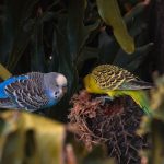 budgie care tips