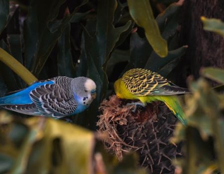 budgie care tips