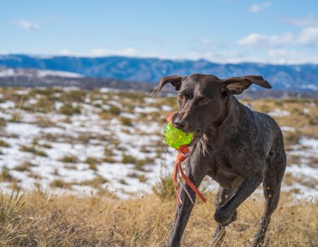 pointing dog training